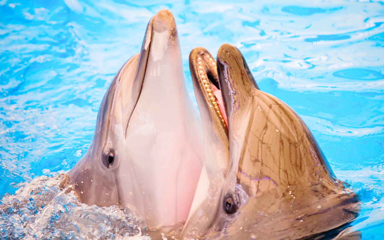 Dolphin Show Pattaya is conveniently accessible